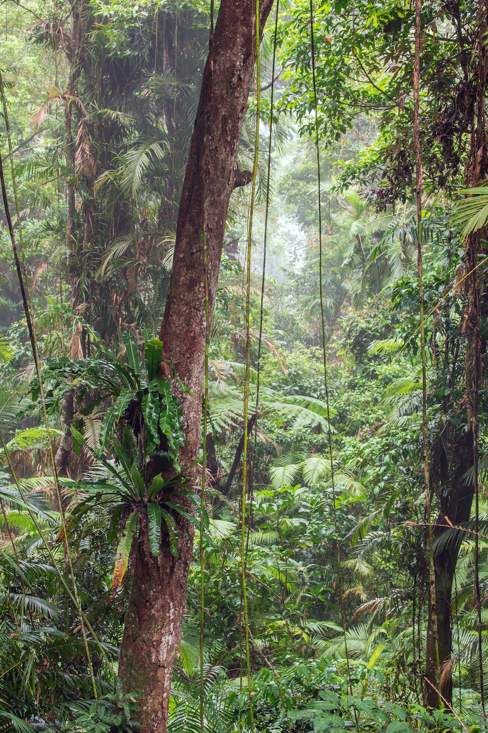 green trees in forest during daytime