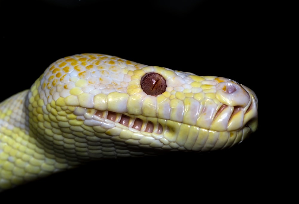 serpiente amarilla y blanca sobre fondo negro