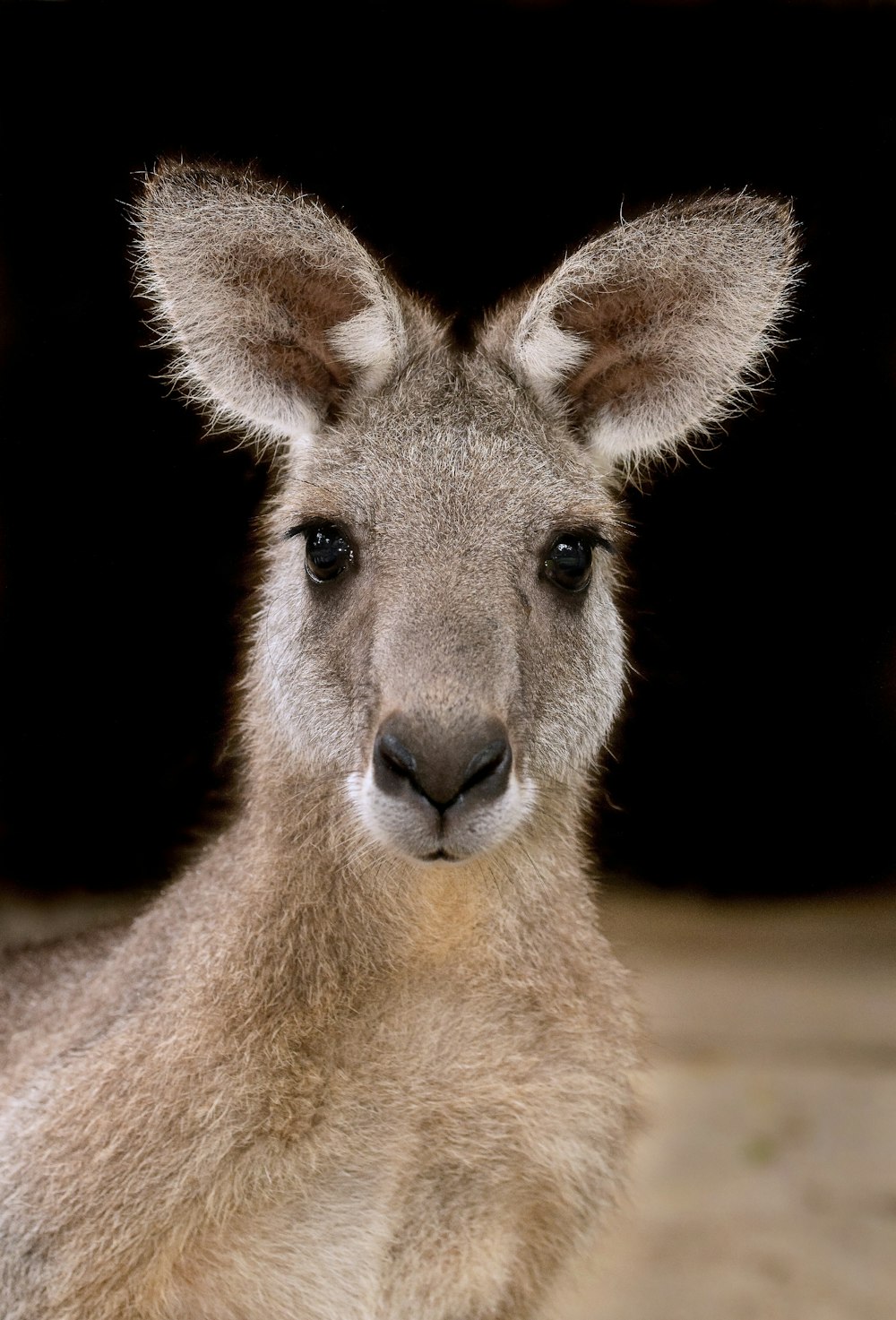 kangourou brun sur fond noir