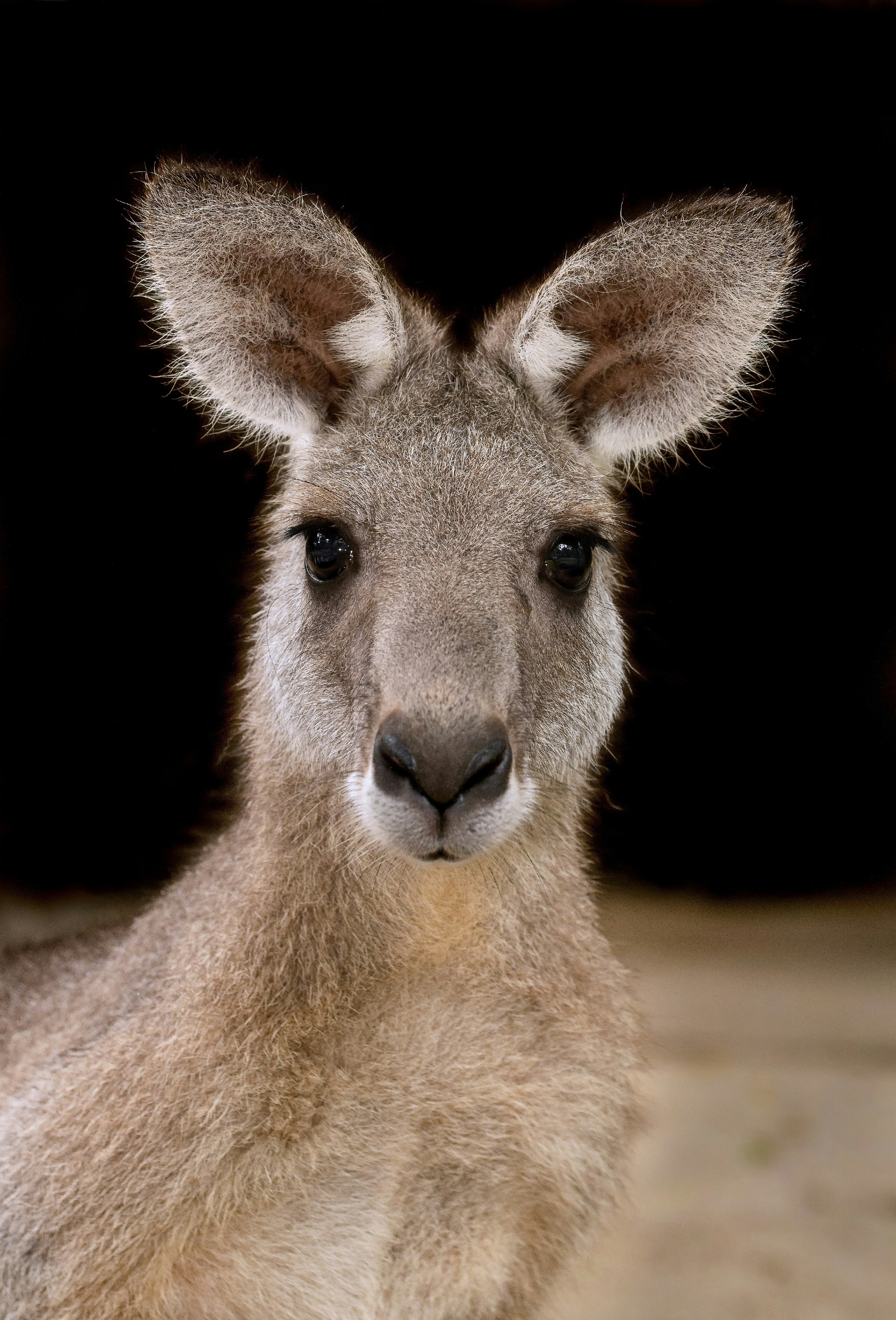 brown kangaroo in black background