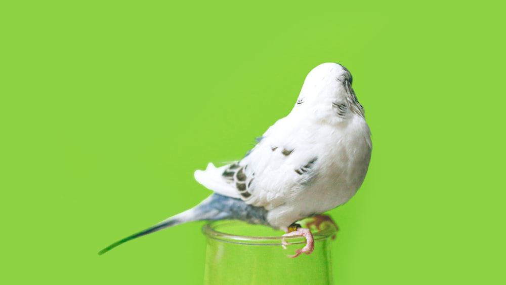 white bird on green glass cup