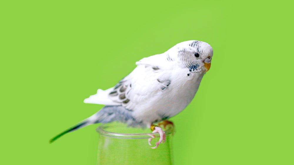 pájaro blanco y gris en vaso de plástico verde