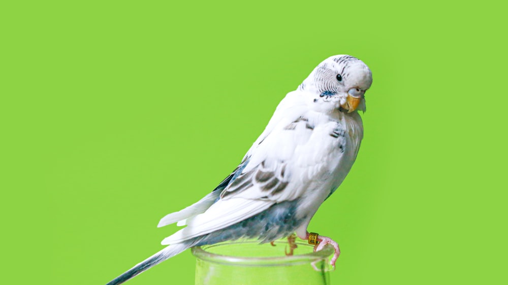 white and yellow bird on yellow plastic bucket