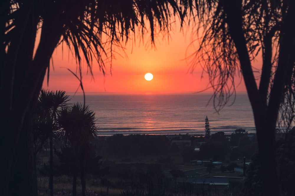 silhouette of palm trees near body of water during sunset