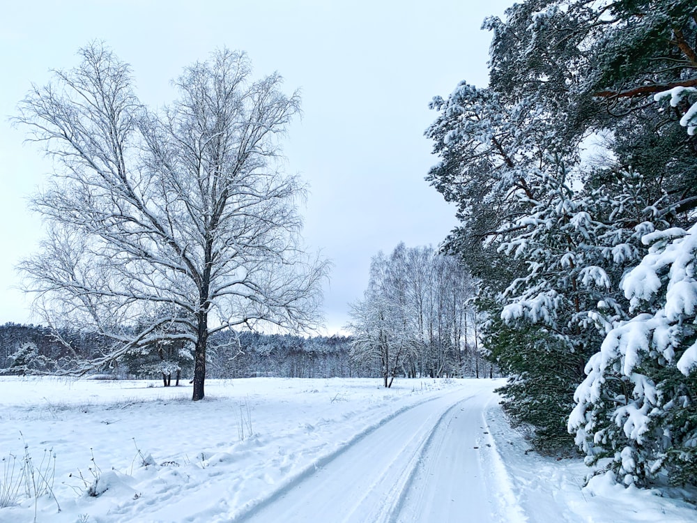 snow covered road between trees during daytime