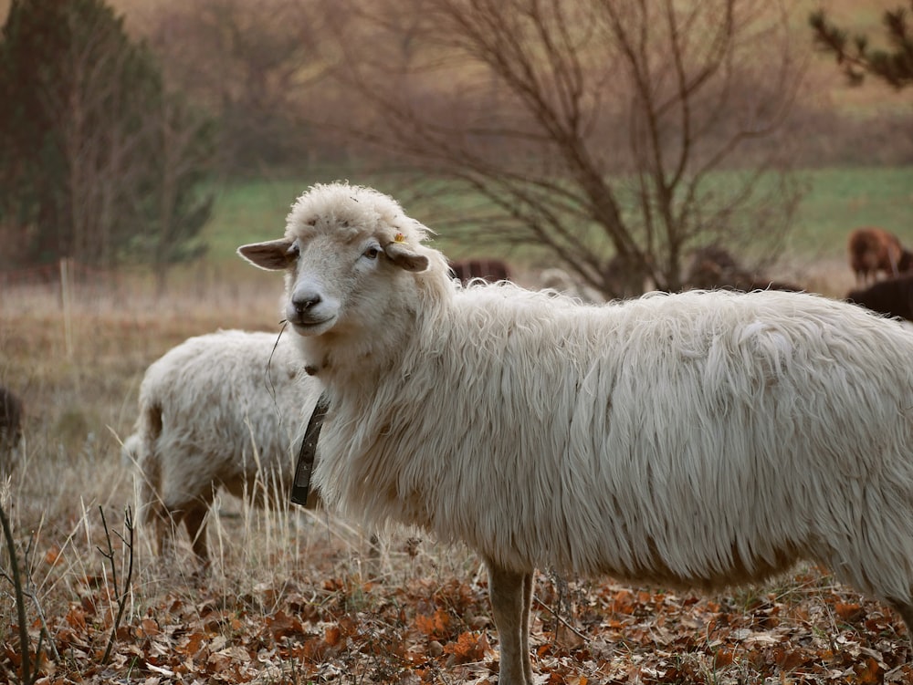white sheep on brown dried leaves during daytime