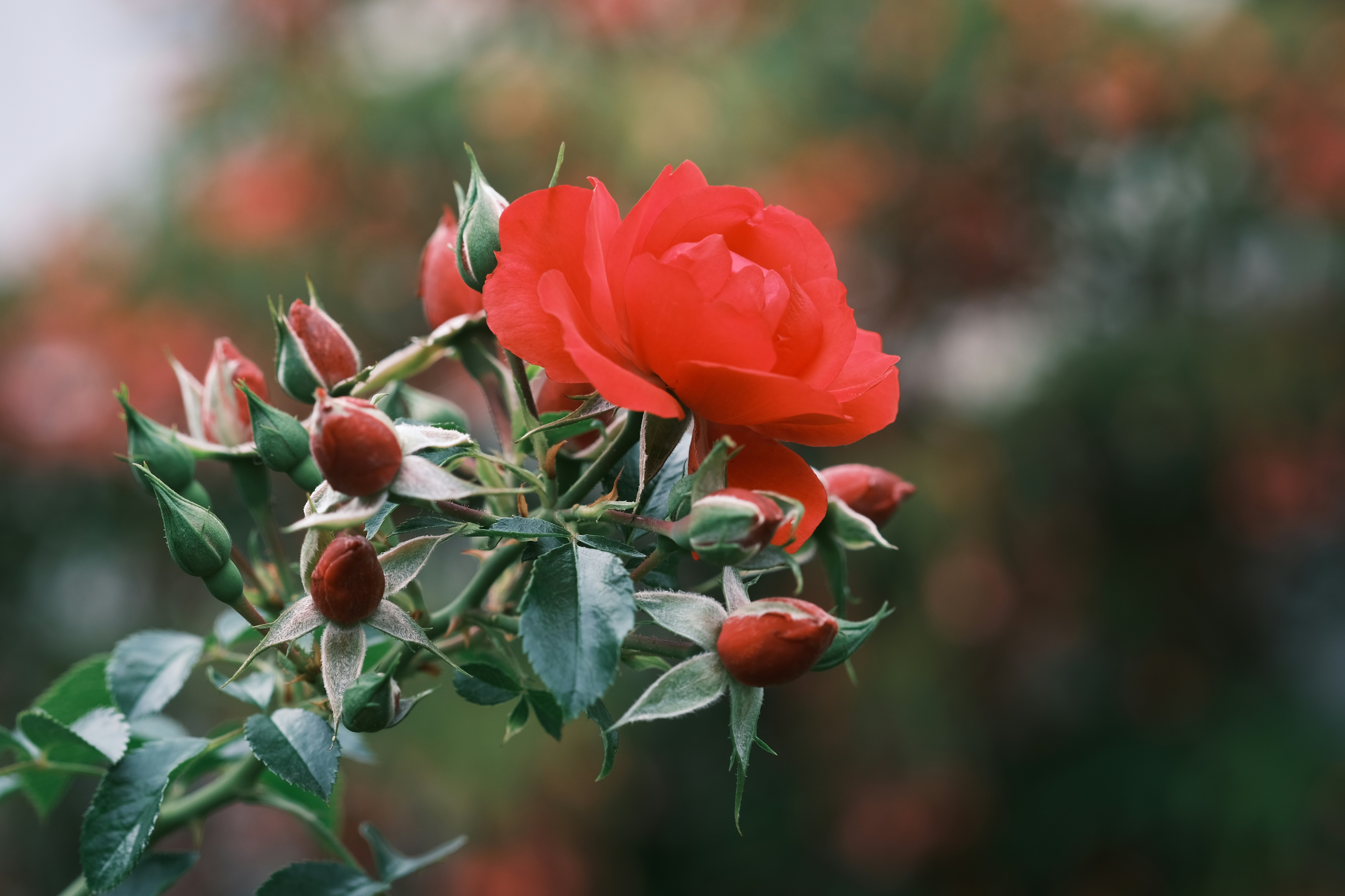 red rose in bloom during daytime