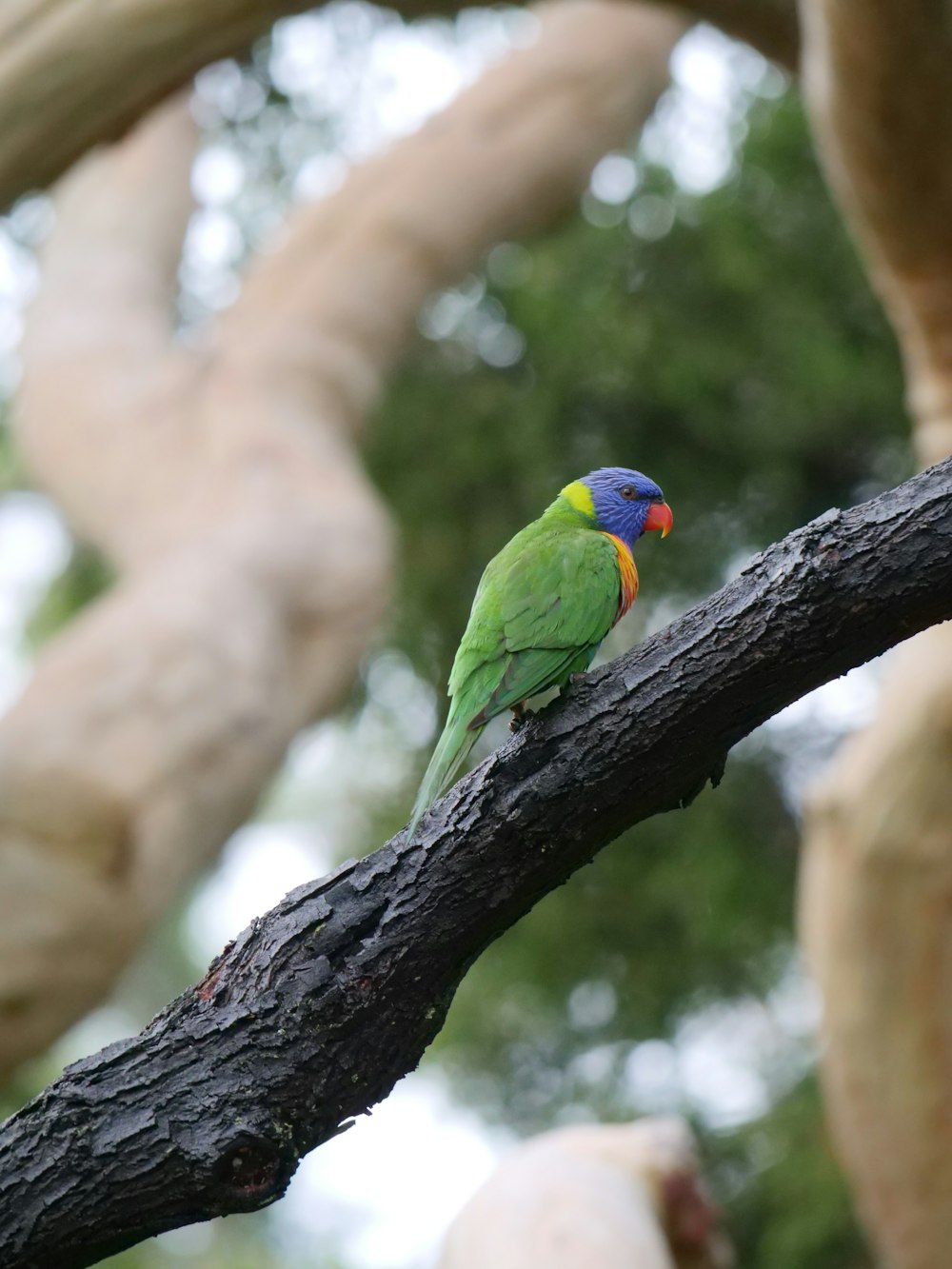 Uccello verde, giallo e nero appollaiato sul ramo dell'albero durante il giorno