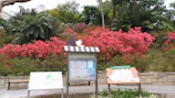 Close-up of a QR code sign beside blooming wildflowers in the garden.