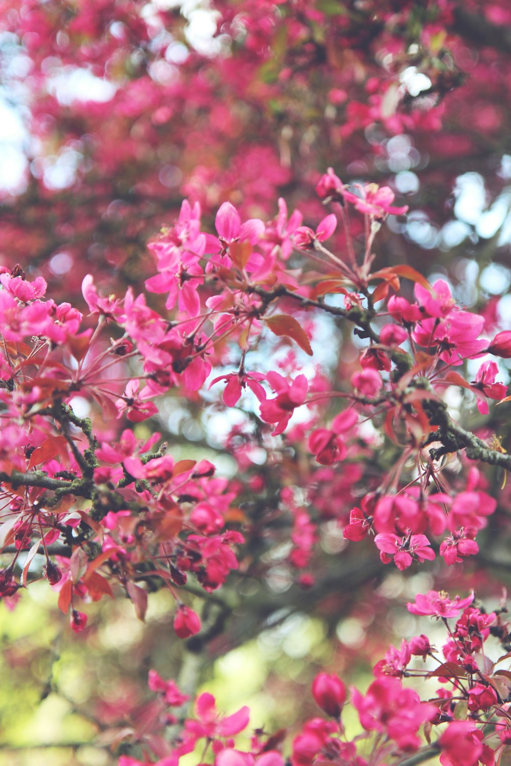 pink and white flowers during daytime