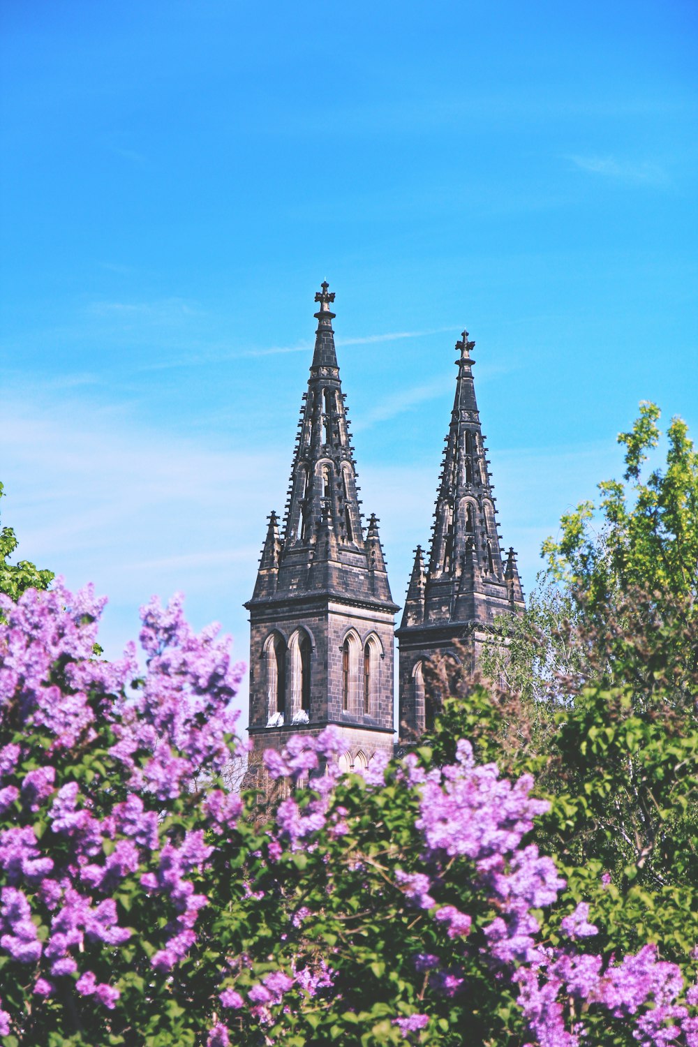 purple flowers near black concrete building under blue sky during daytime