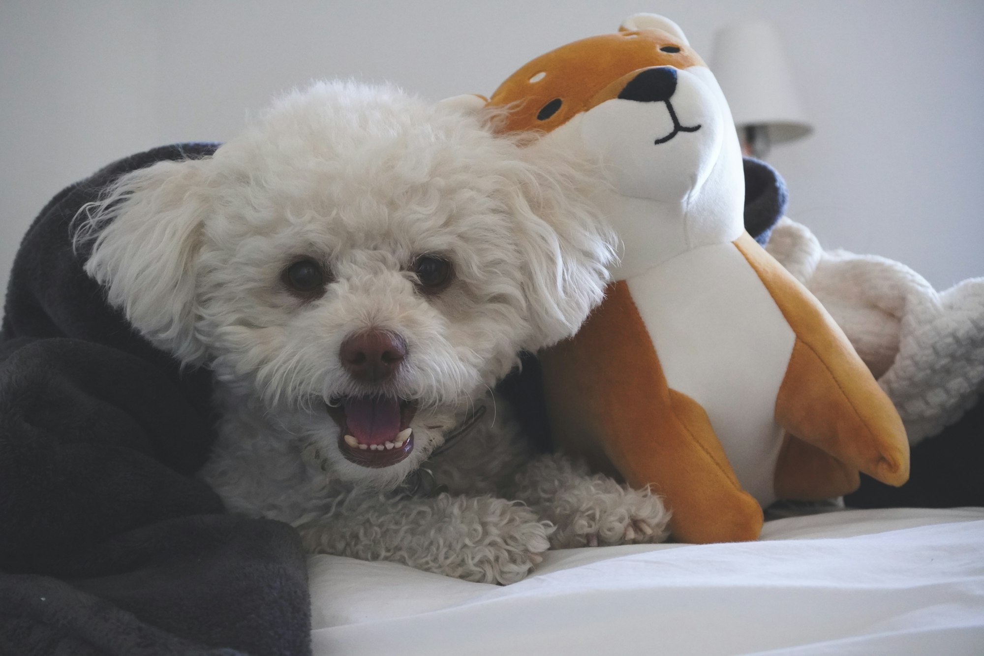Toy Poodle Price