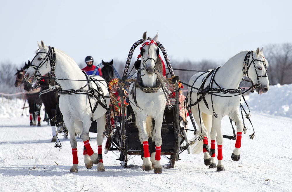 white and black horses on snow covered ground during daytime