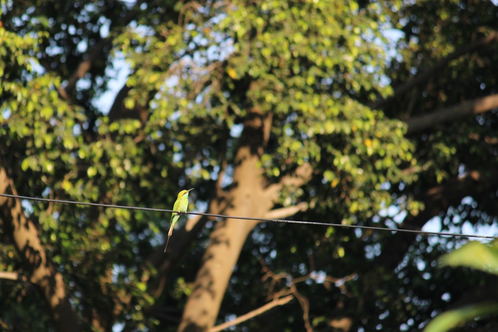 green bird on brown tree branch during daytime