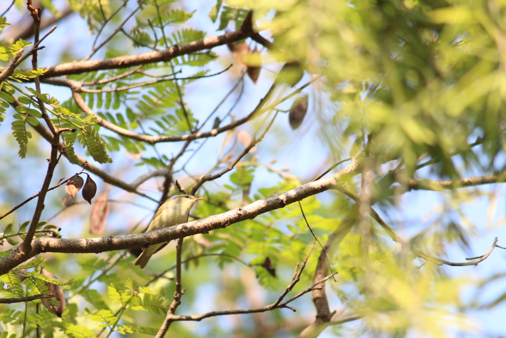 white and brown bird on tree branch during daytime