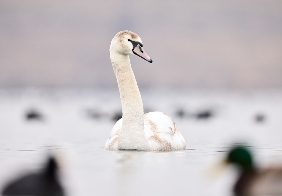 white swan on water during daytime