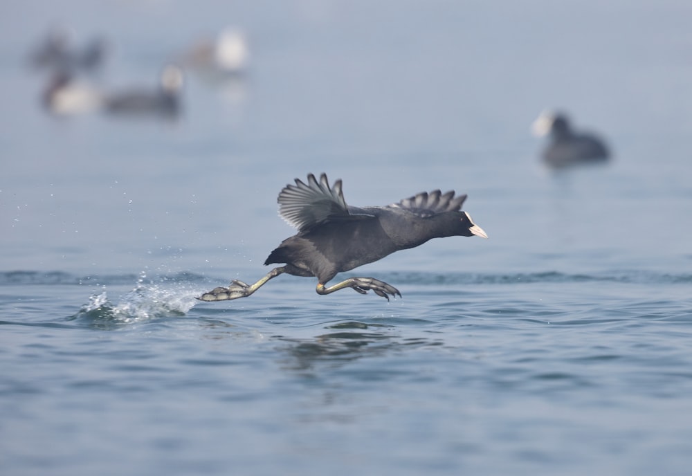 black bird flying over the water during daytime