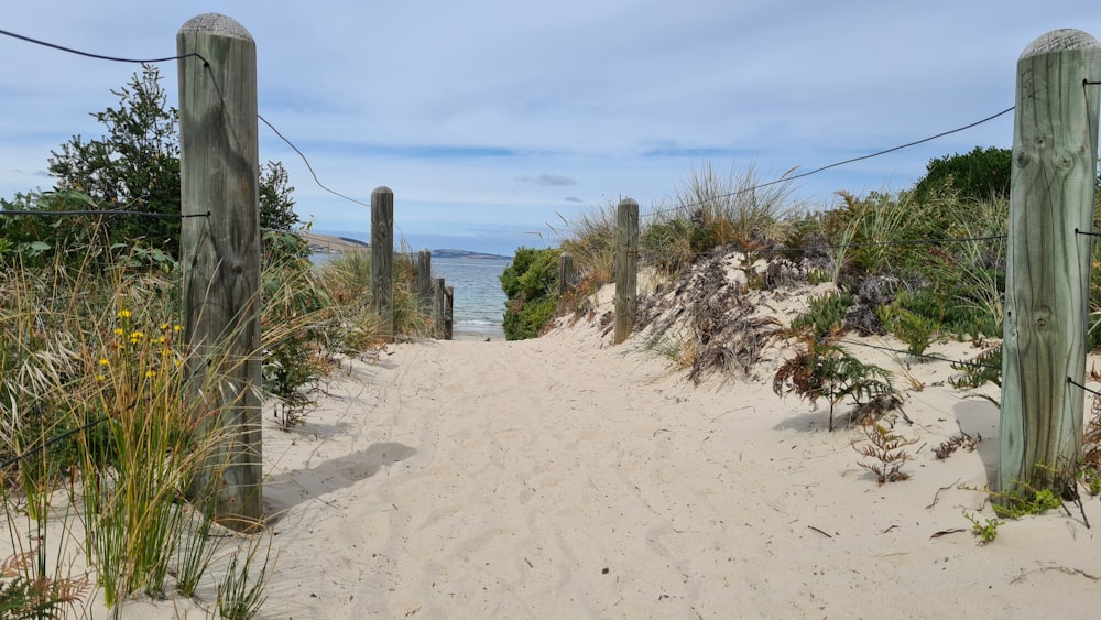 green trees on white sand beach during daytime