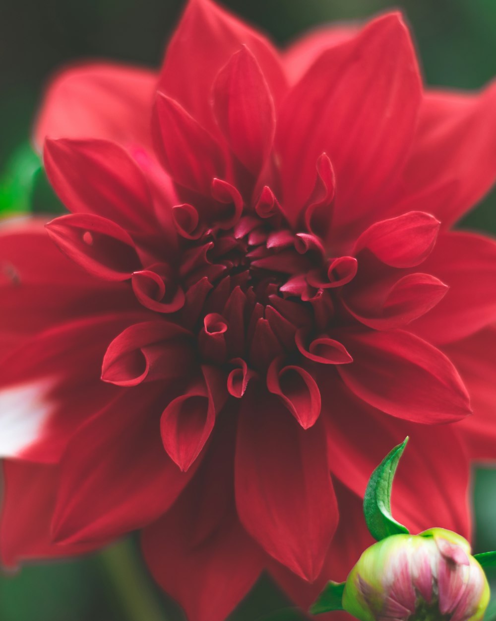 Flor roja y blanca en la fotografía macro