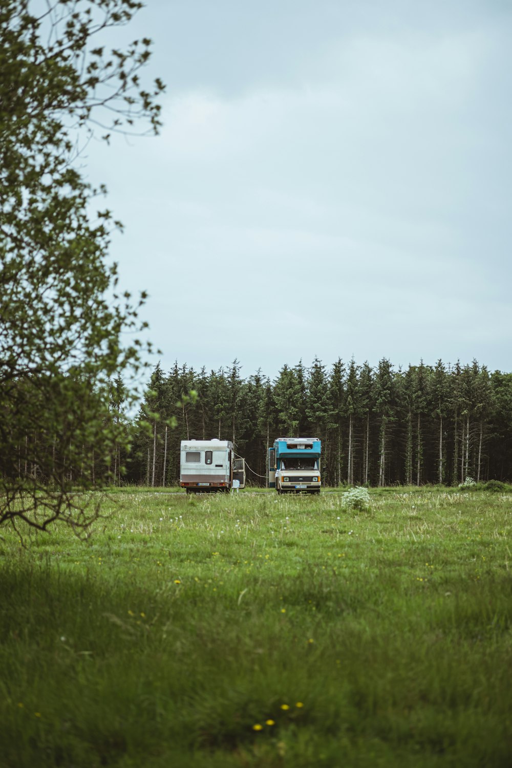 white and blue bus on green grass field near green trees during daytime