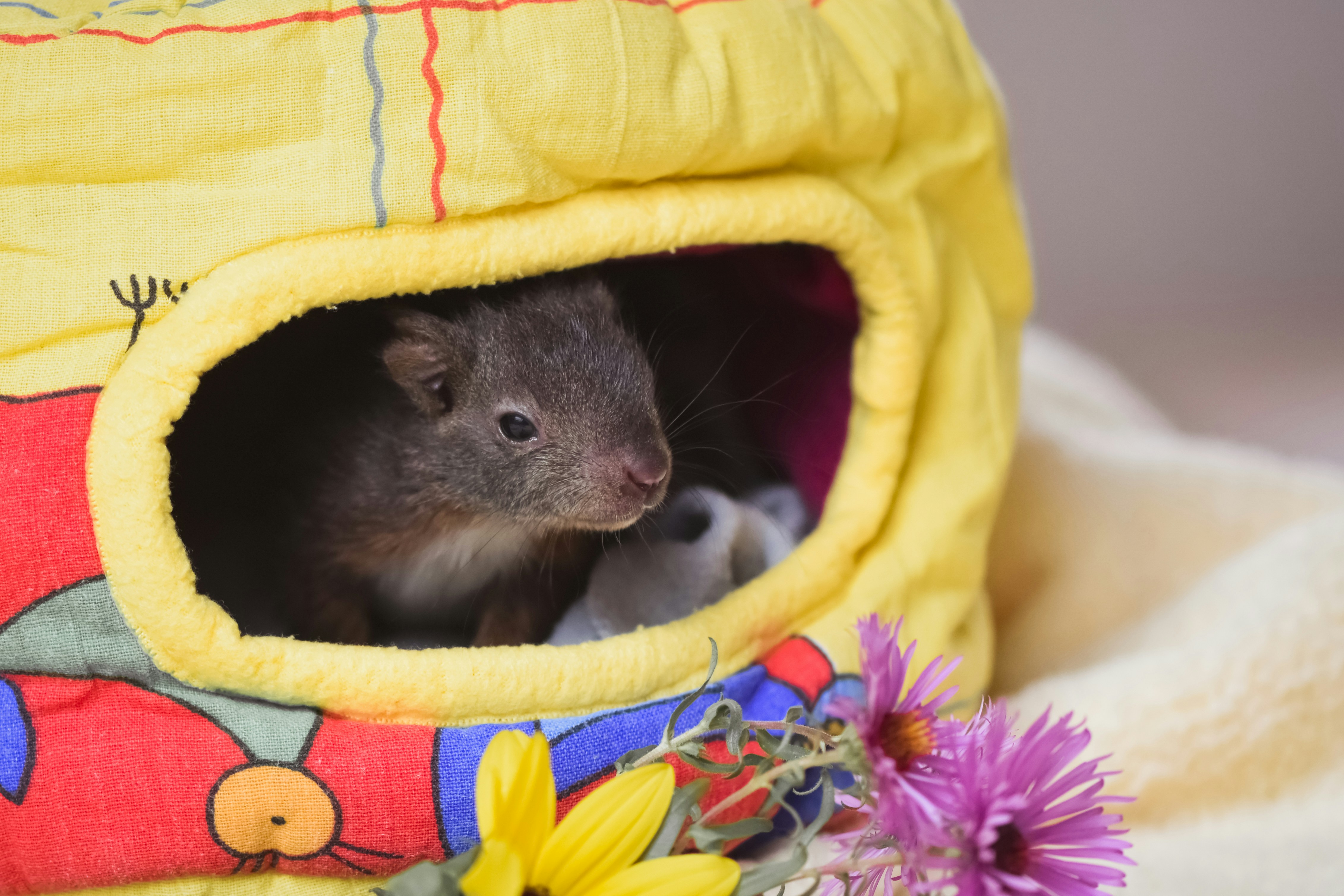 Spacious hamster enclosure