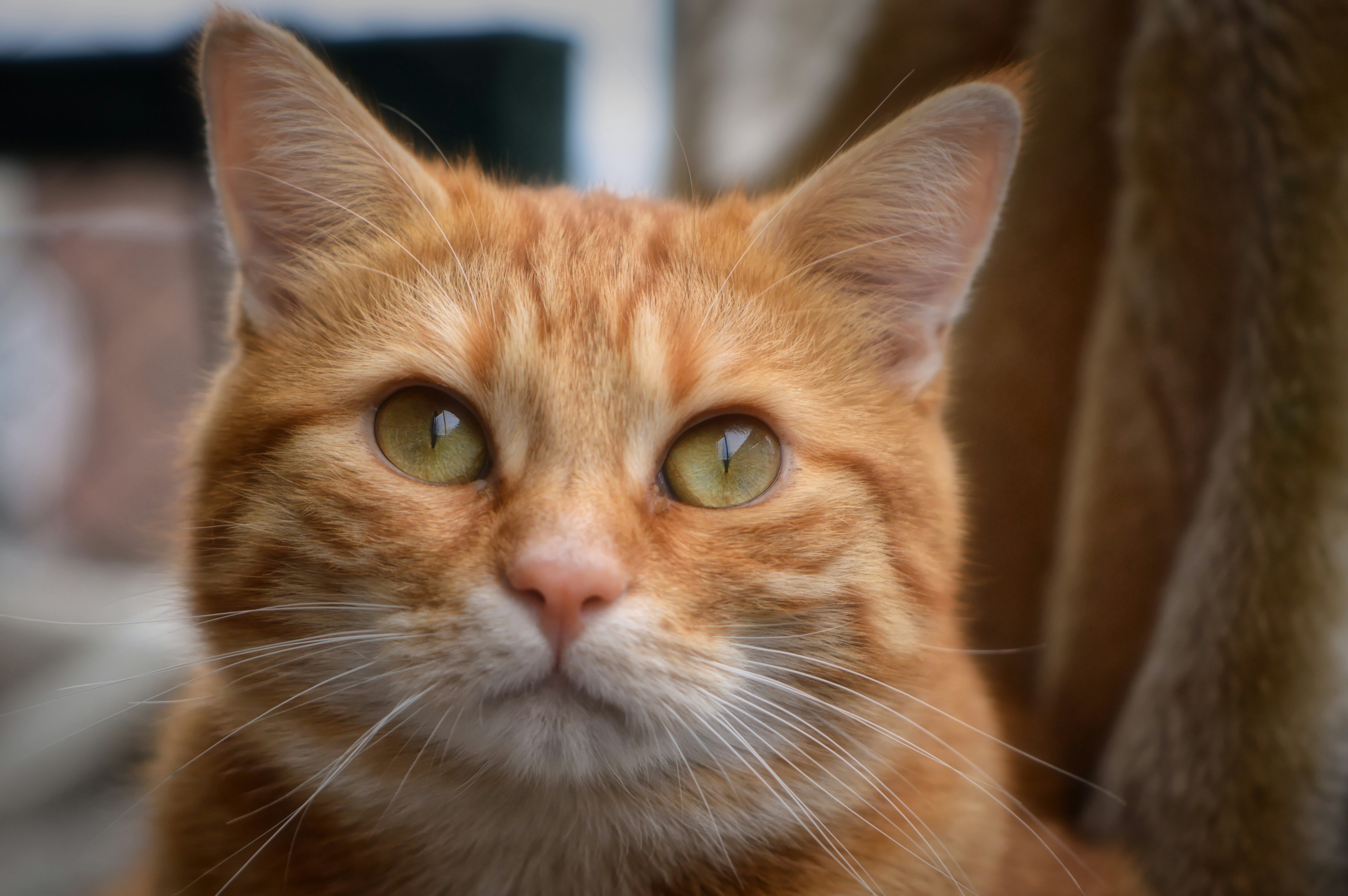 Photo by alexas_fotos