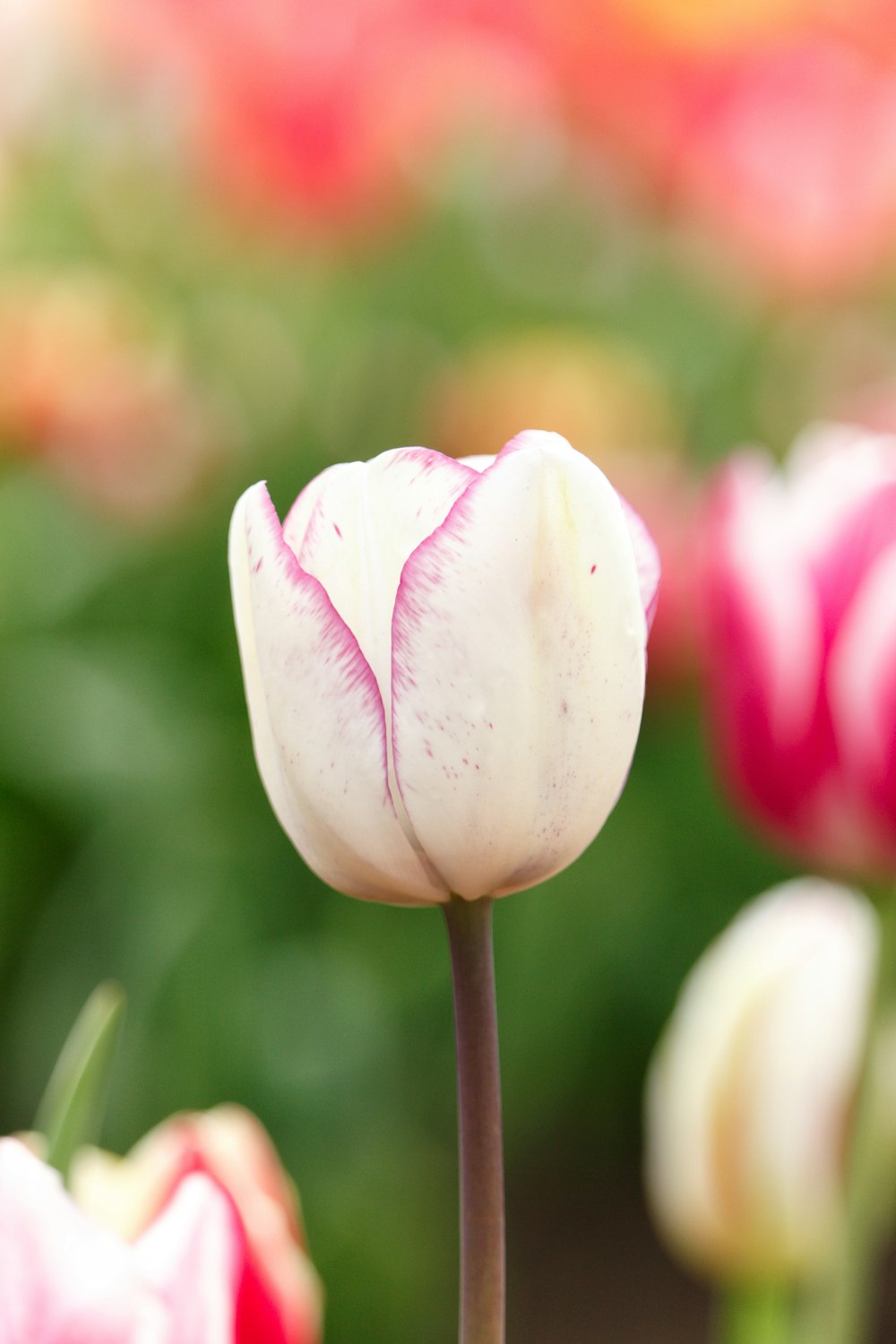 white and pink tulips in bloom during daytime