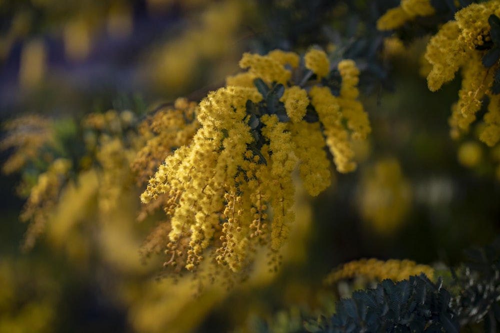 yellow and green plant in close up photography