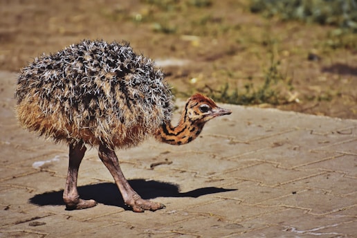A young ostrich with fluffy brown and black feathers walks along a textured stone pavement. Its head is small and the neck is long, with a pattern of dark brown spots. The background includes some patches of grass and soil.