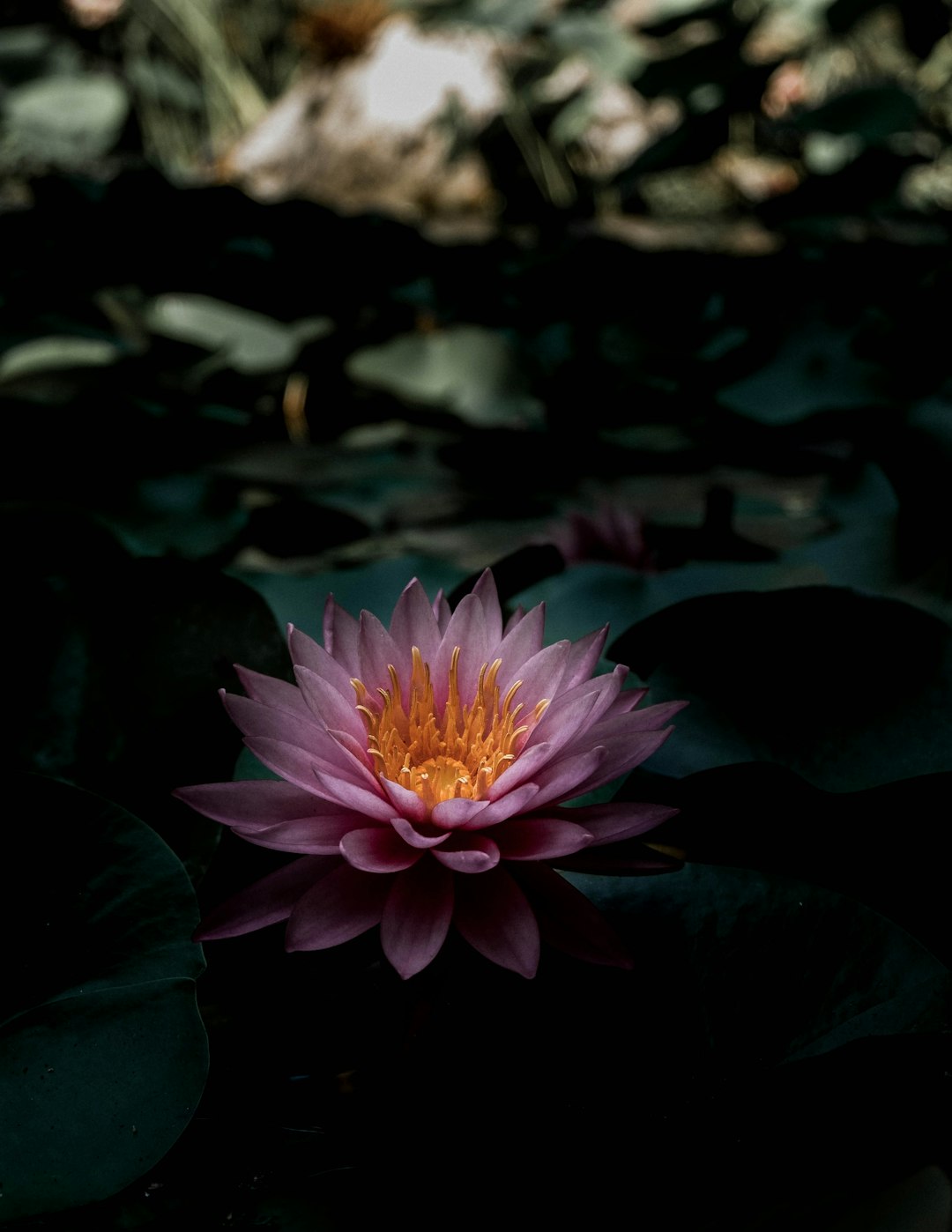 pink flower in tilt shift lens