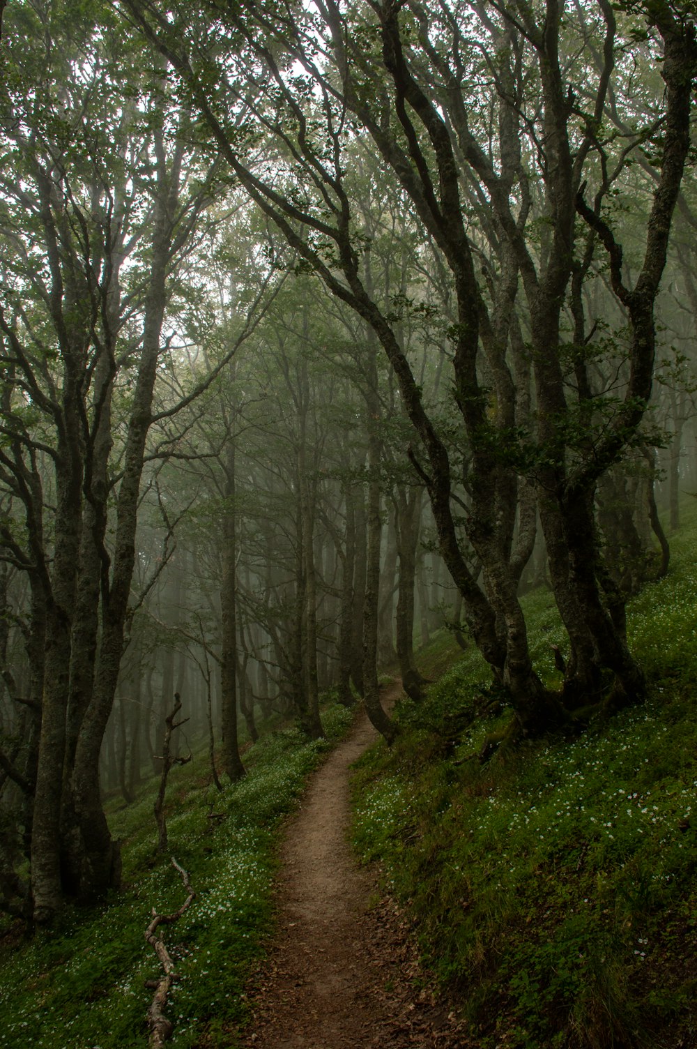 pathway between bare trees during daytime