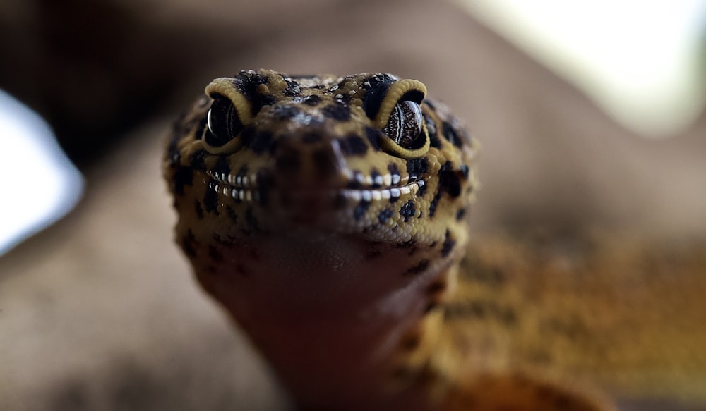 brown and black lizard in close up photography