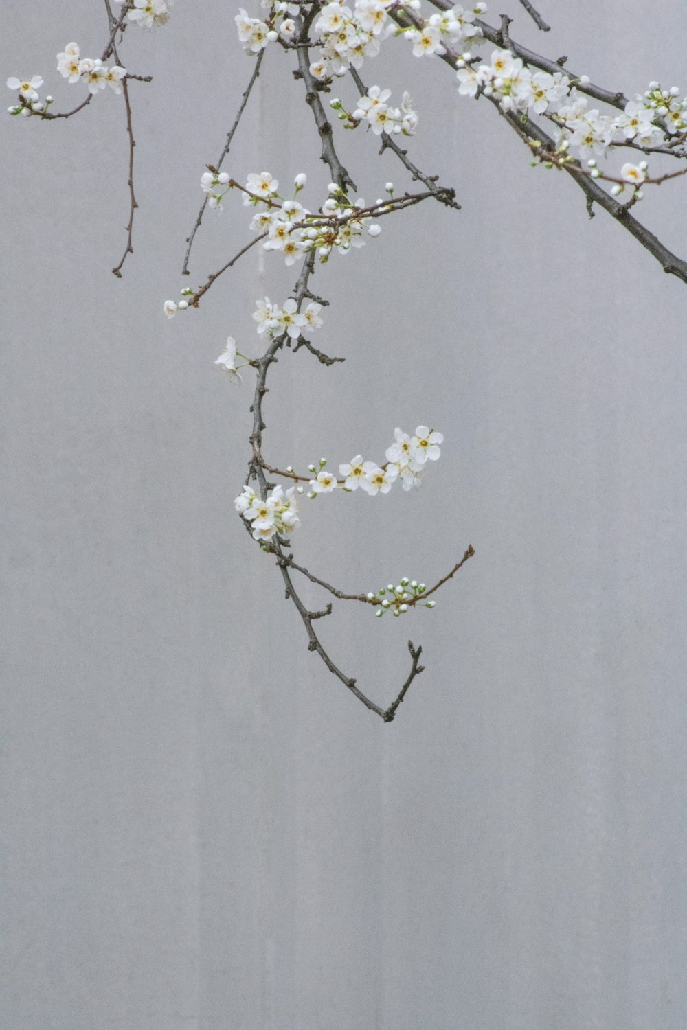 una rama de un árbol con flores blancas