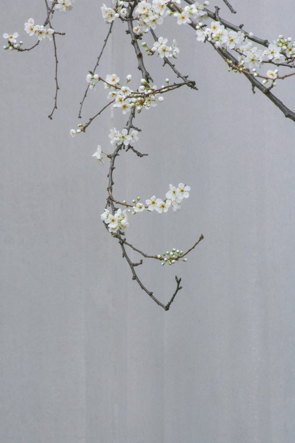 a branch of a tree with white flowers