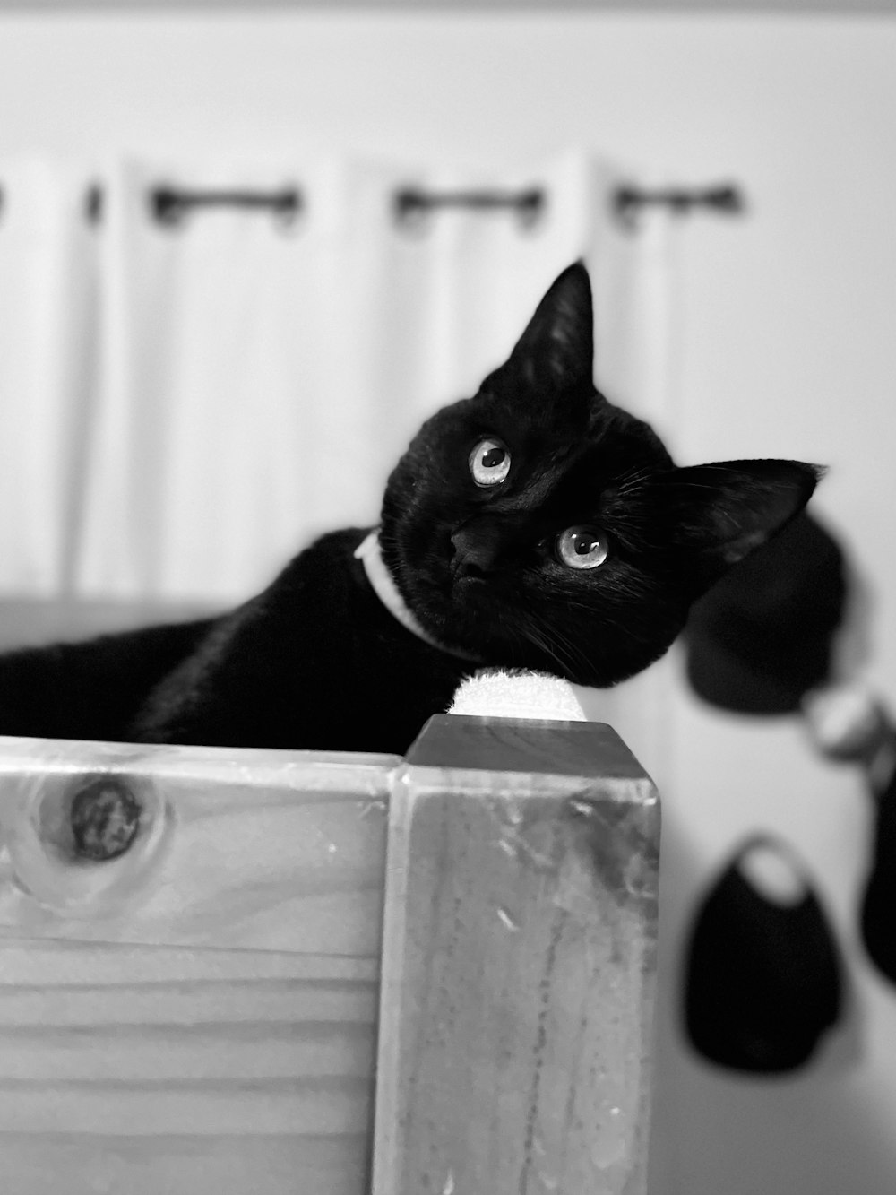 a black and white photo of a cat in a bathtub