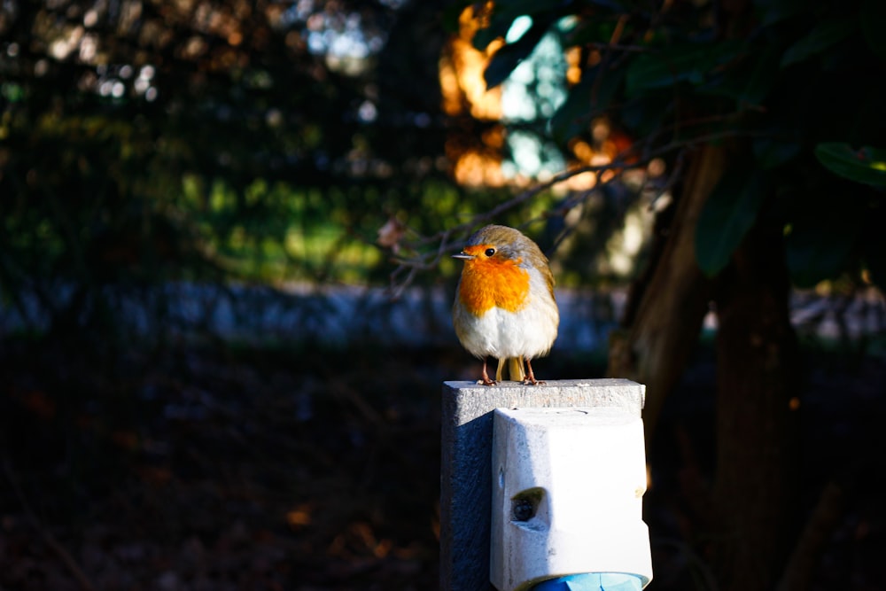 brown and white bird on white wooden birdhouse