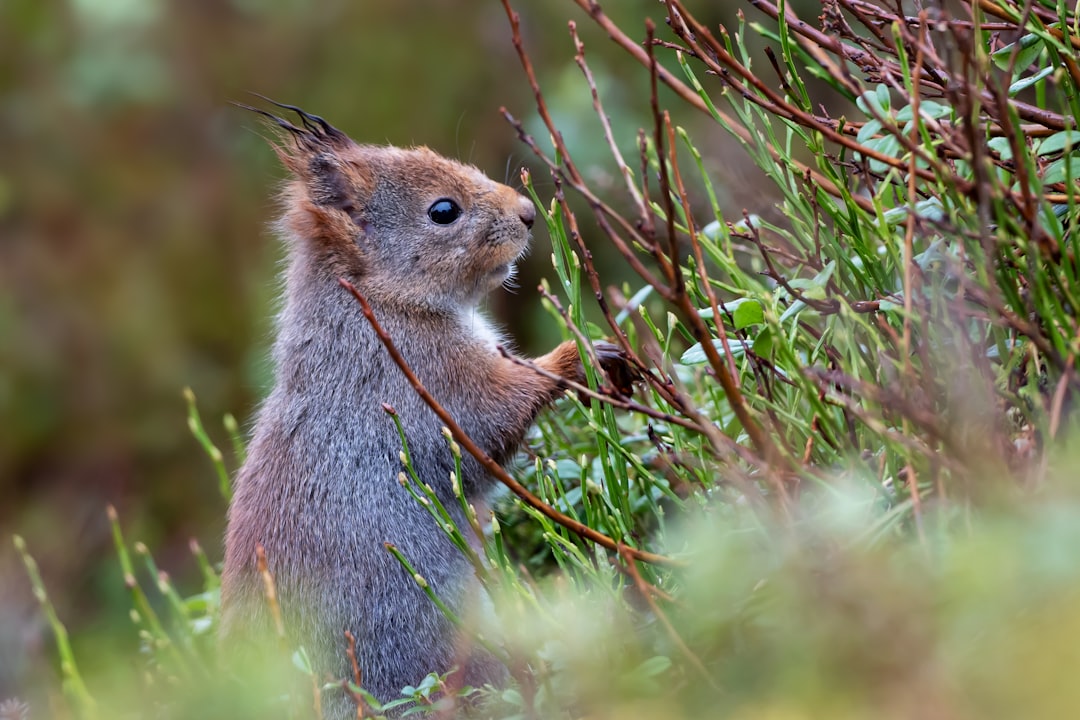 brown squirrel on green grass during daytime