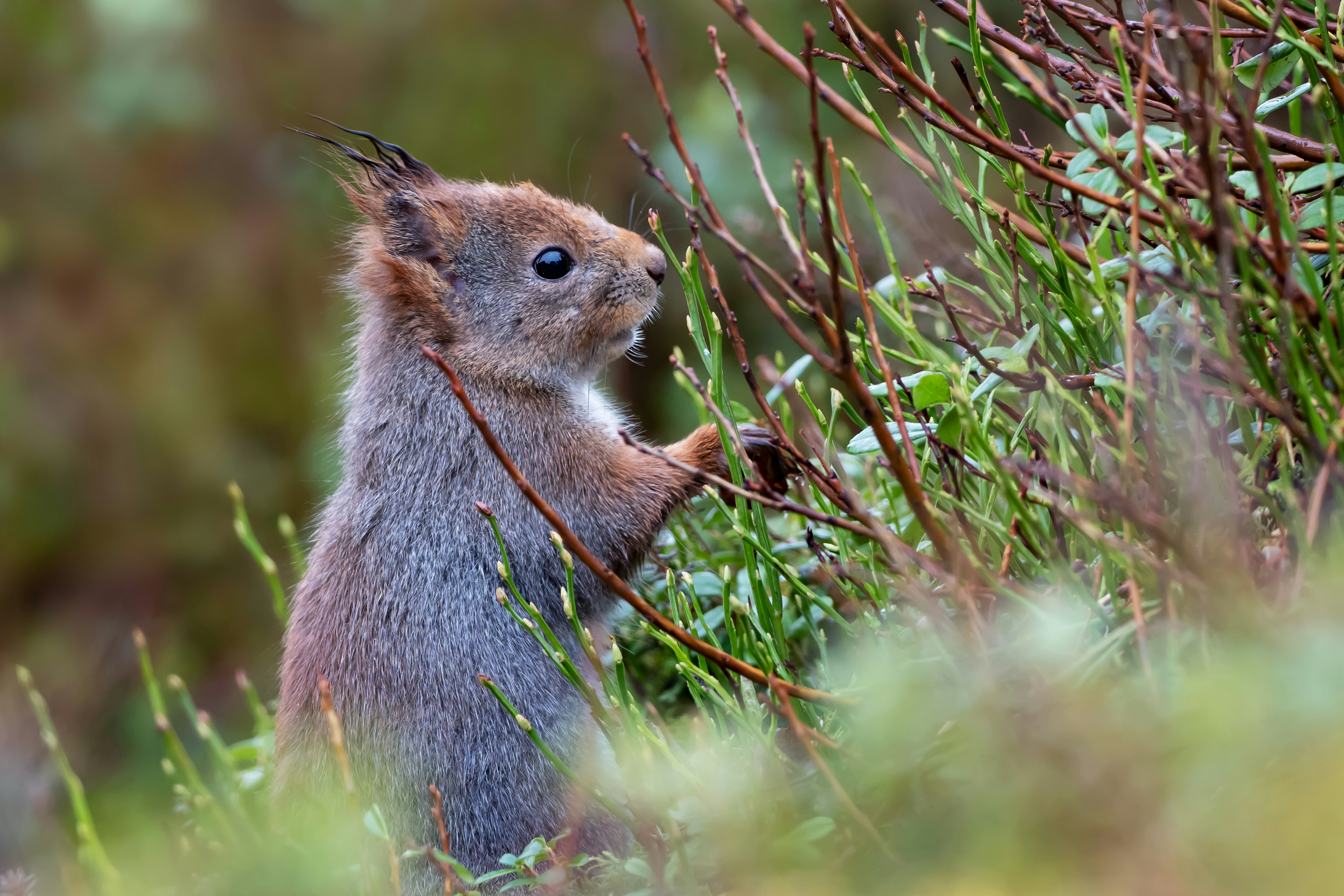 brown squirrel on green grass during daytime