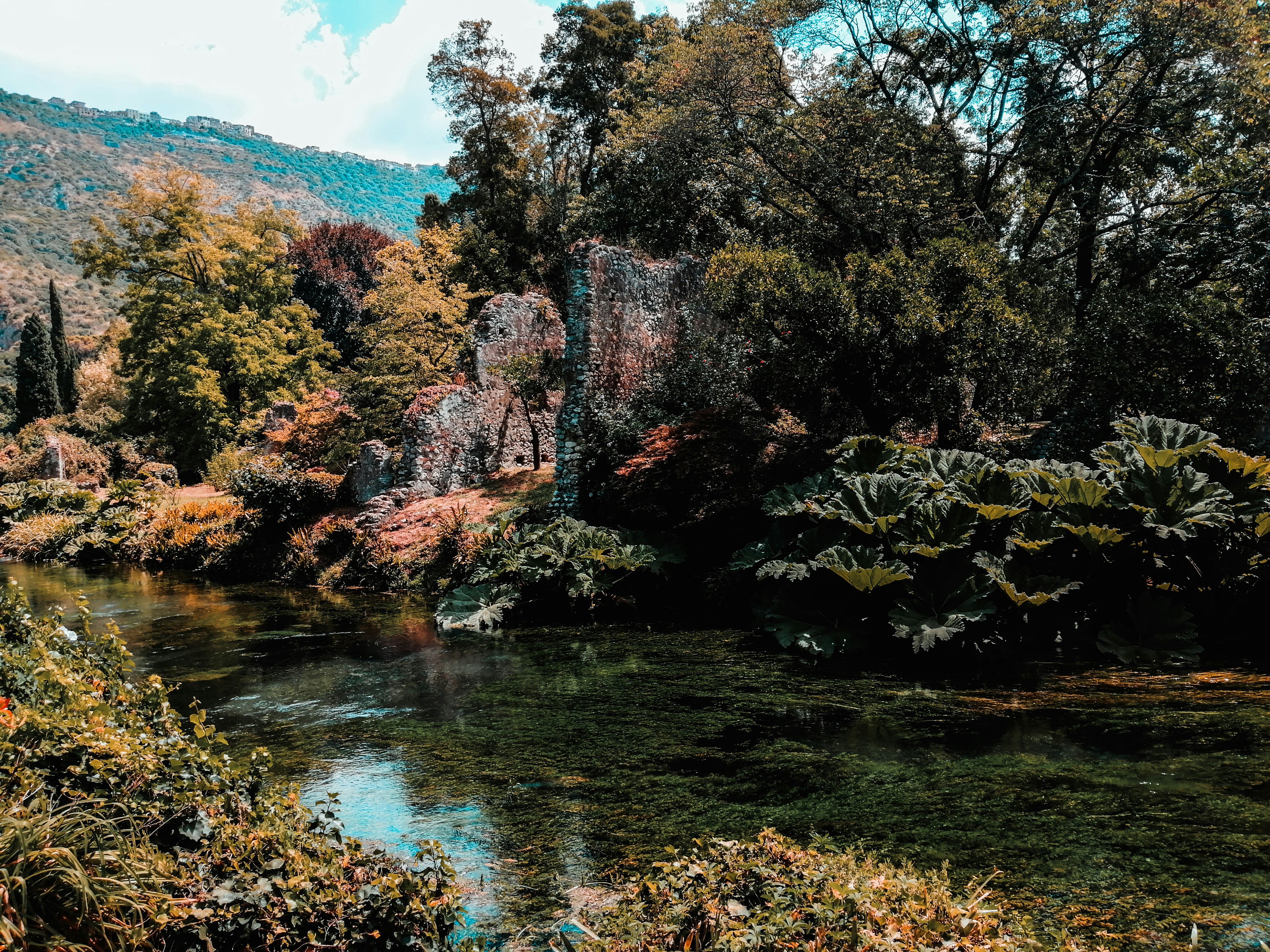 alberi verdi accanto al fiume durante il giorno