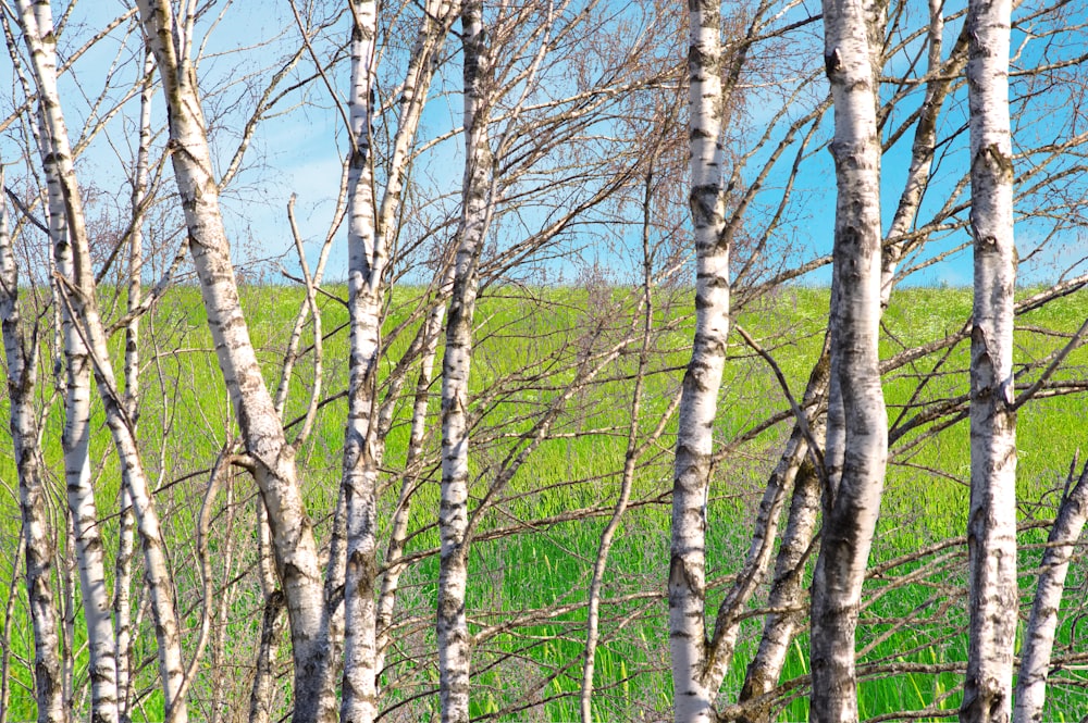 green trees under blue sky during daytime