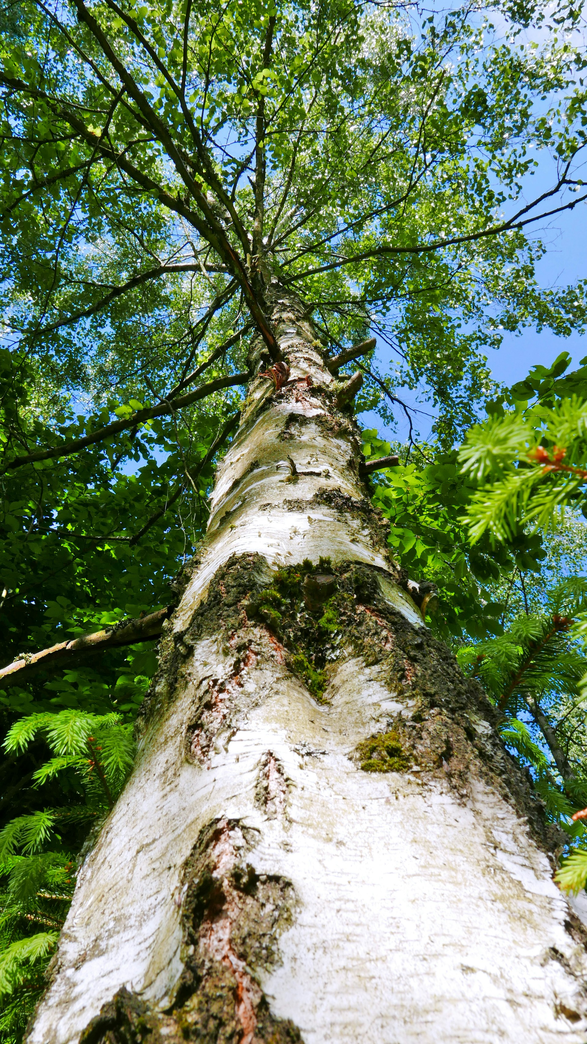 low angle photography of green tree