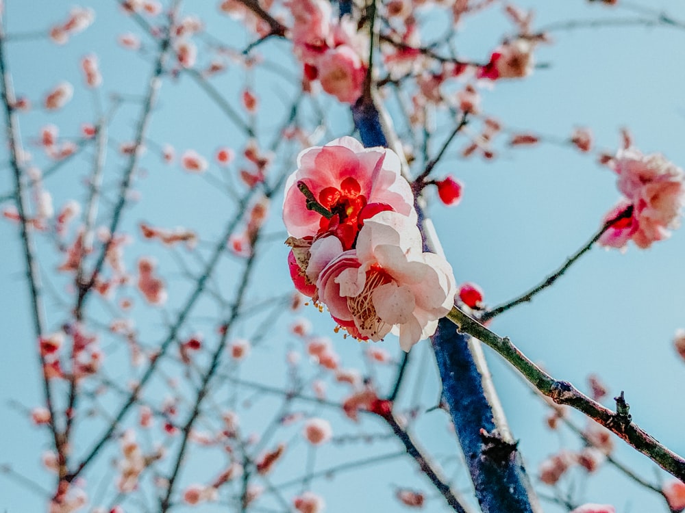 white and pink cherry blossom