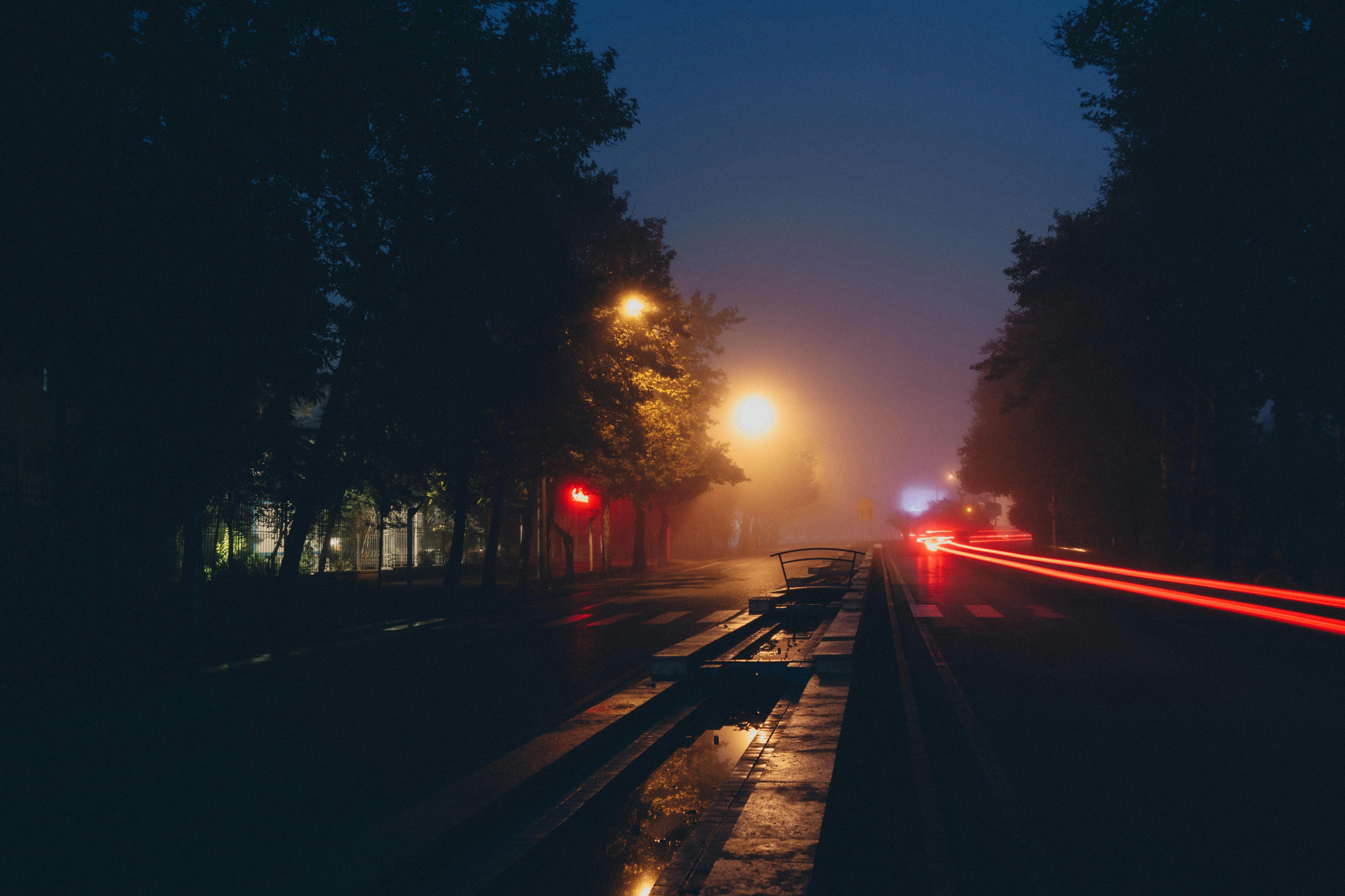 trees on road during sunset
