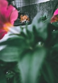 A dog rests inside a metal cage, appearing somber and calm. The foreground includes blurred, vibrant flowers and green leaves, creating a natural frame around the animal.