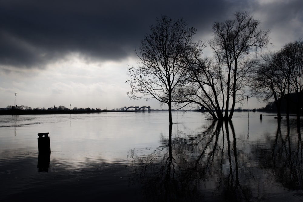 albero senza foglie sullo specchio d'acqua durante il giorno