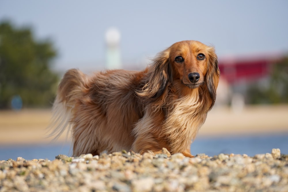 brown long coated dog on white and blue rock during daytime