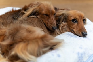 brown long coated dog lying on white textile