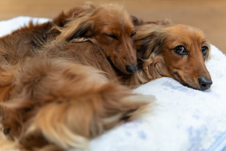 brown long coated dog lying on white textile