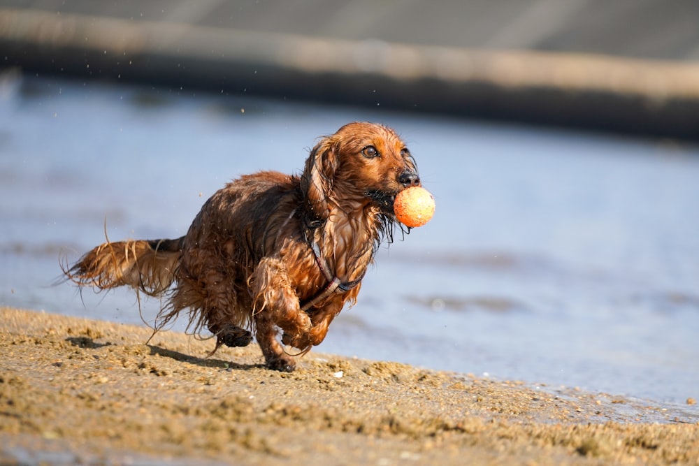chien brun à poil long sur le sable brun pendant la journée