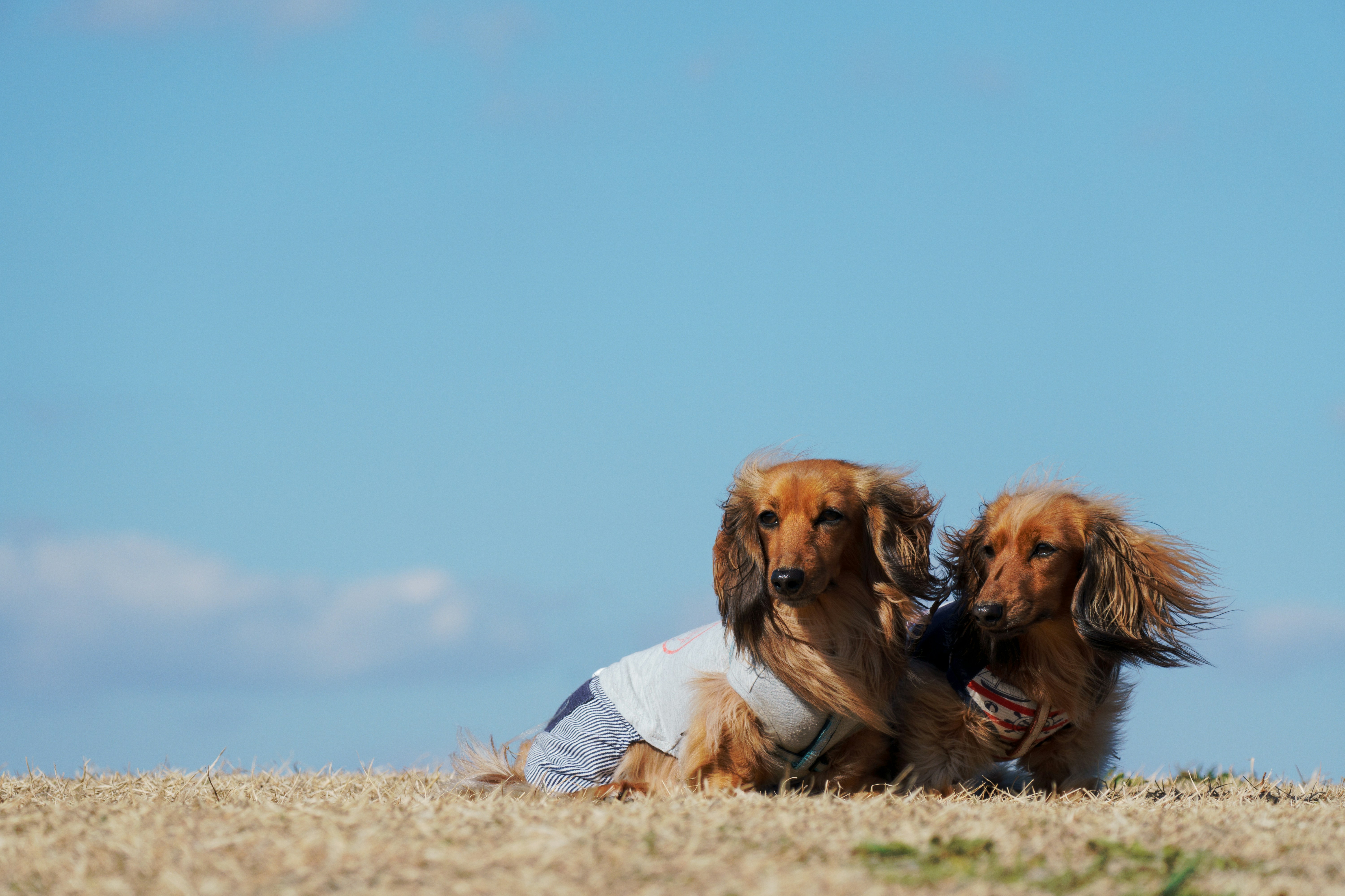 woman in white shirt sitting beside brown long coated dog on brown grass field during daytime